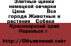 Элитные щенки немецкой овчарки › Цена ­ 30 000 - Все города Животные и растения » Собаки   . Красноярский край,Норильск г.